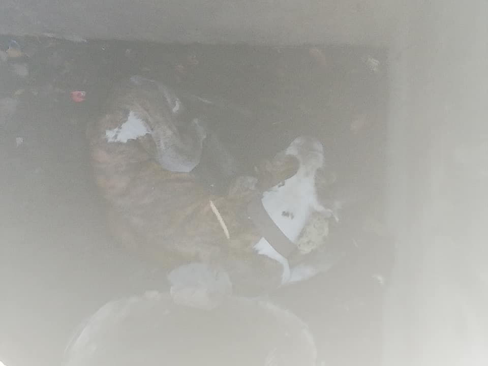 Fotos: Rescatan a perrito que se quedó atrapado en una alcantarilla en Cancún