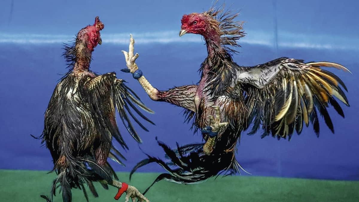 Gallo mata a su dueño con una cuchilla durante pelea