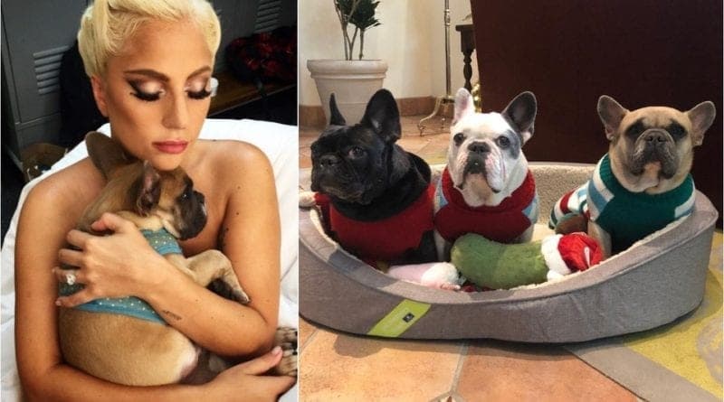 ¡Lady Gaga recupera a perros! Dos bulldogs robados en Los Ángeles