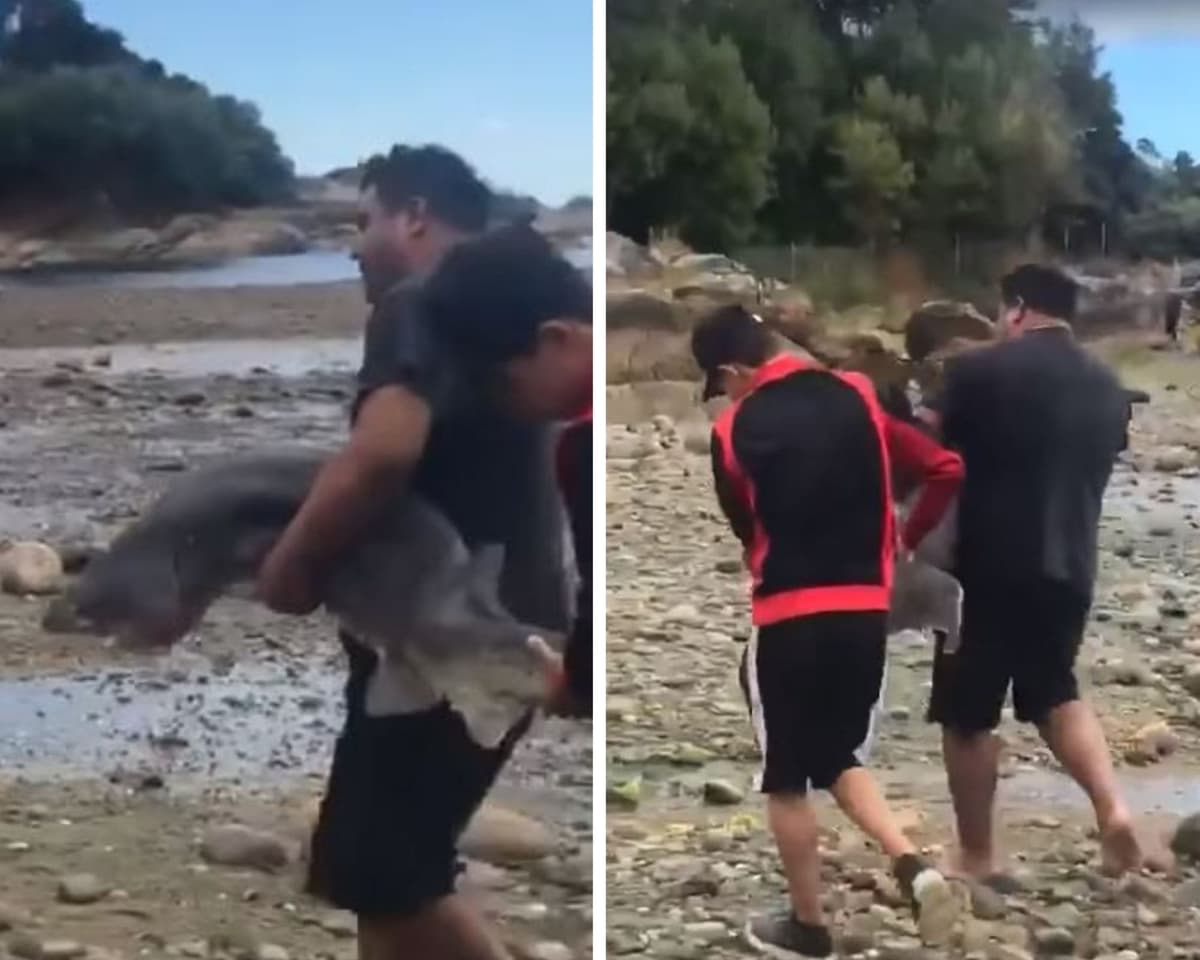 Video: Sacan a tiburón del agua y lo asesinan para tomarse fotos