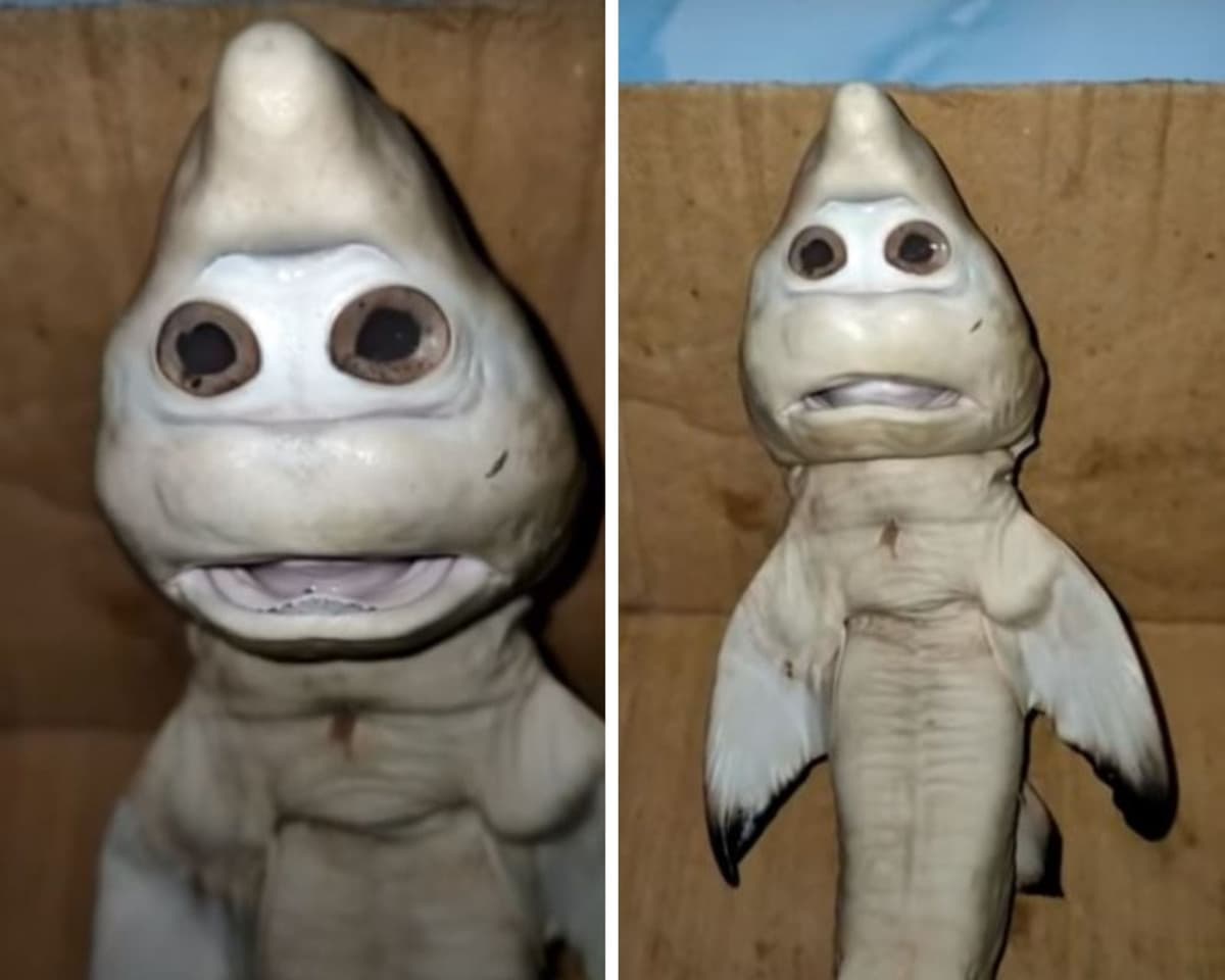 ¿Baby Shark? Pescador encuentra en el mar a extraño tiburón bebé, parece humano