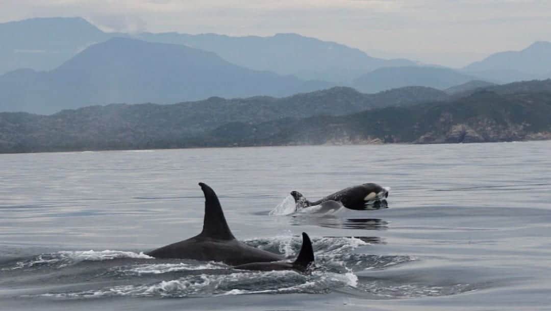 Video: Inusual ataque de tres orcas a un pez luna en Oaxaca se vuelve viral