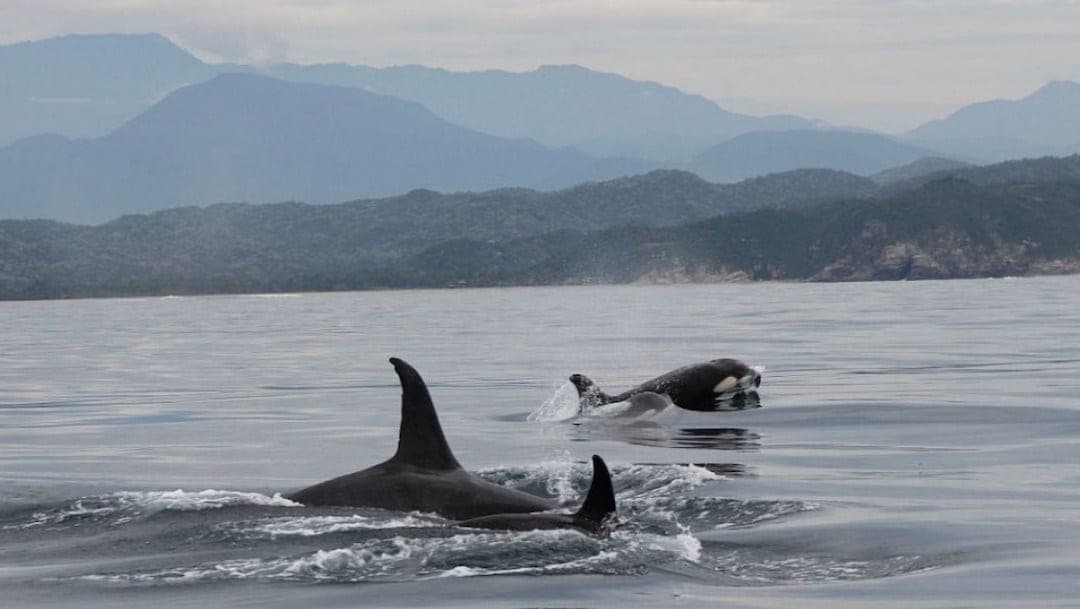 Video: Inusual ataque de tres orcas a un pez luna en Oaxaca se vuelve viral