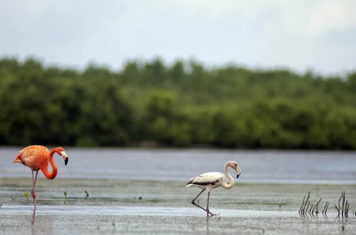 Aumenta la presencia de flamencos en el Parque Ecoturístico Punta Sur de Cozumel