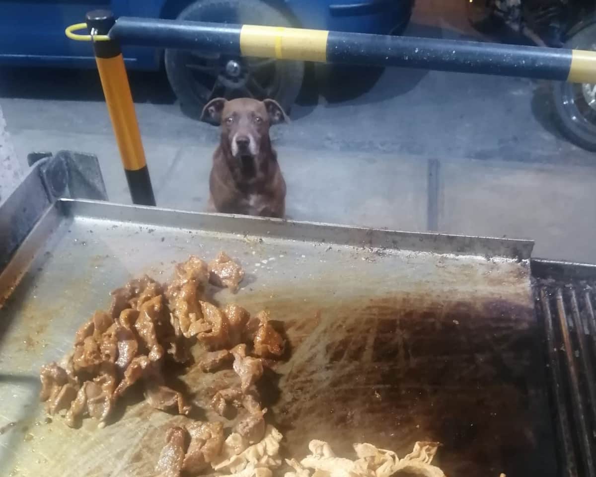 Fotos: Perrito sin hogar busca comida en restaurante y se vuelve viral por su educación