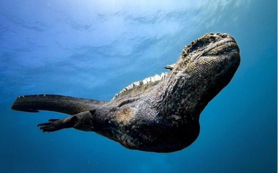 VIDEO: Captan un “mini Godzilla” nadando en las Islas Galápagos