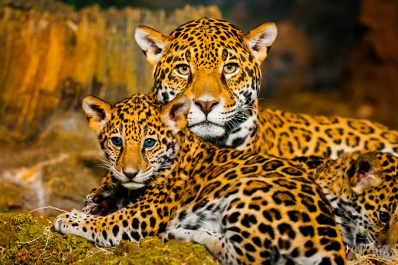 Con campaña #ReyJaguar urgen a proteger al felino en Latinoamérica