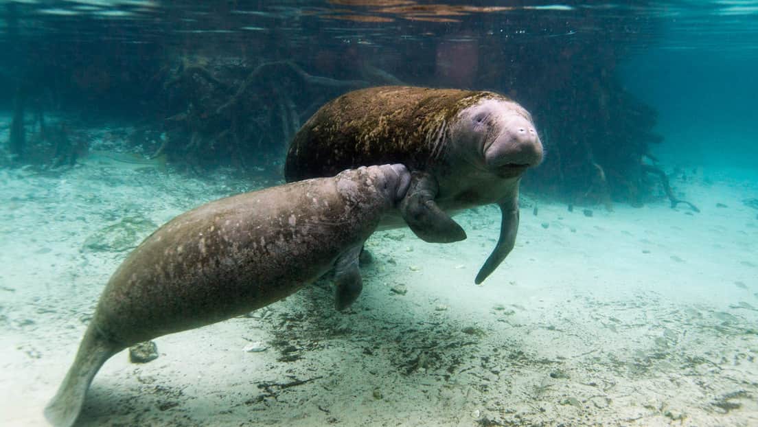 VIDEO: ¡Insólito! Dron capta a delfines jugar entre manada de enormes manatíes