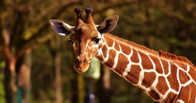 La jirafa ya es una especie en peligro de extinción