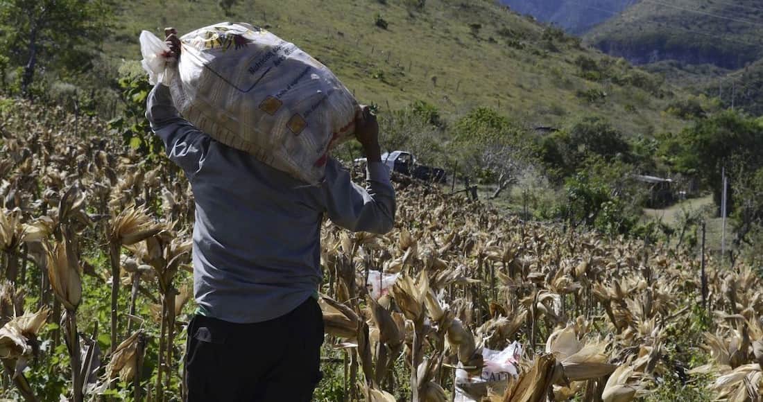 Industrias de Estados Unidos presionan a México para seguir usando el glifosato