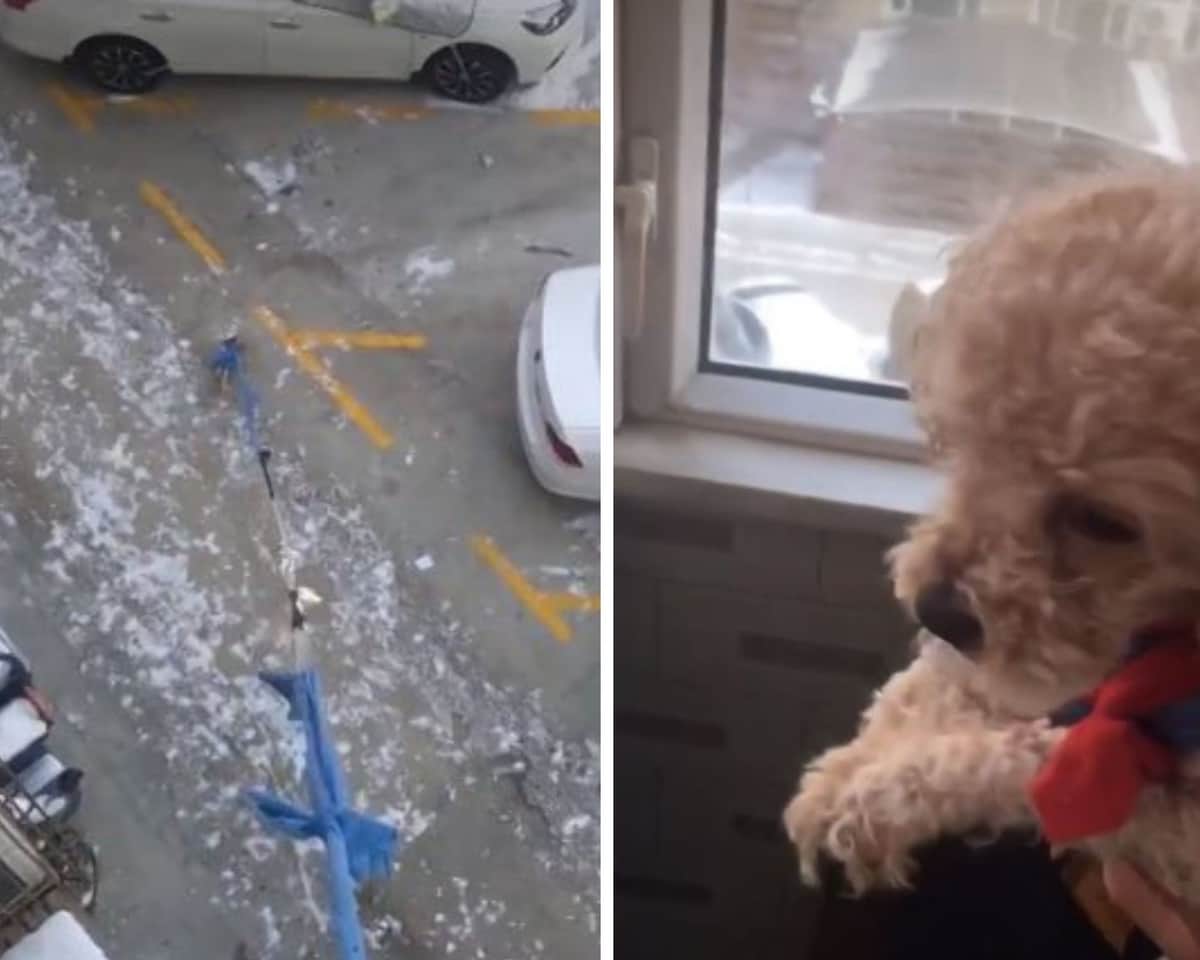 Video: Mujer pasea a su perrita desde el piso 3 de su departamento para no violar la cuarentena