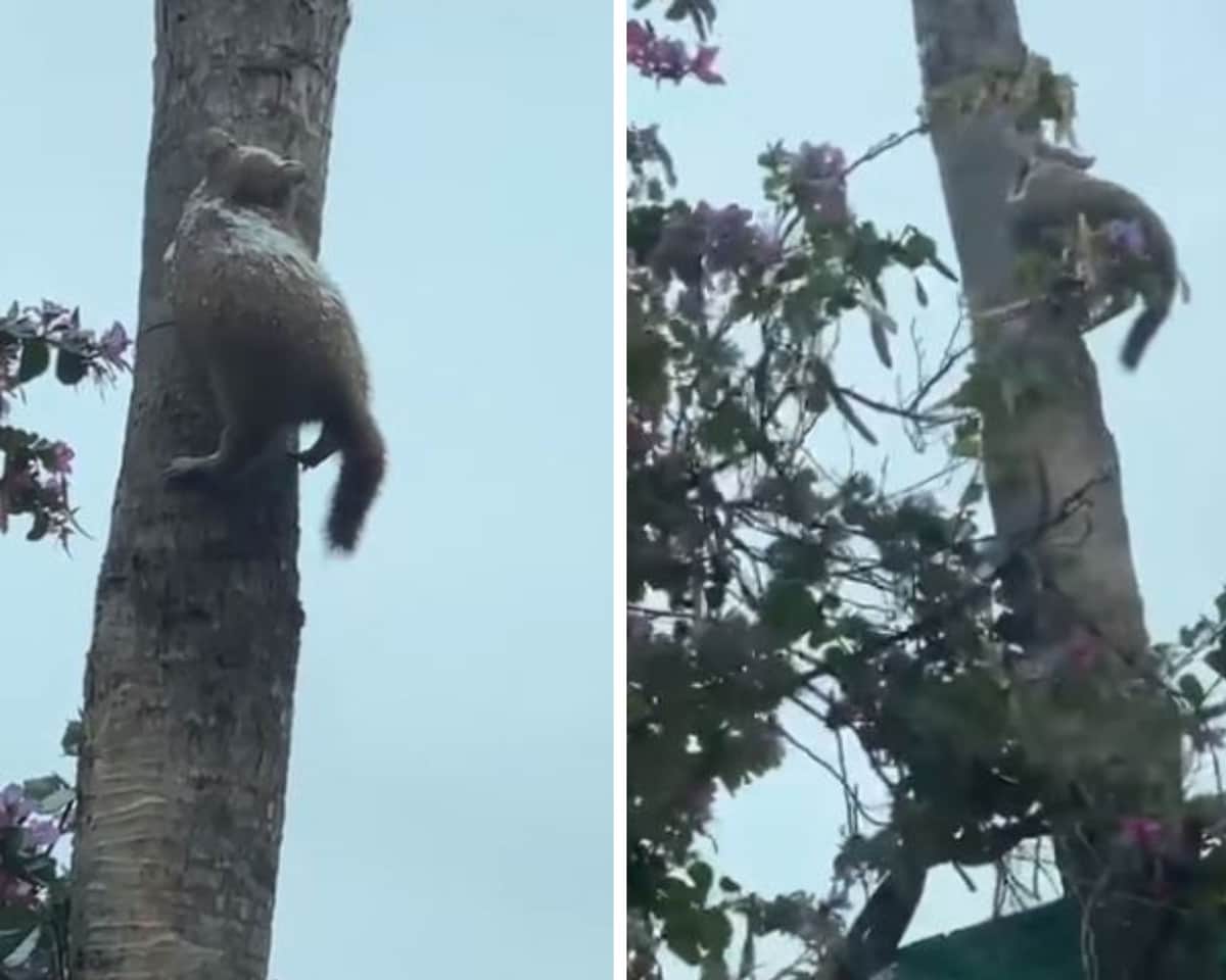 Video: Michi se congela por las bajas temperaturas en Nuevo León