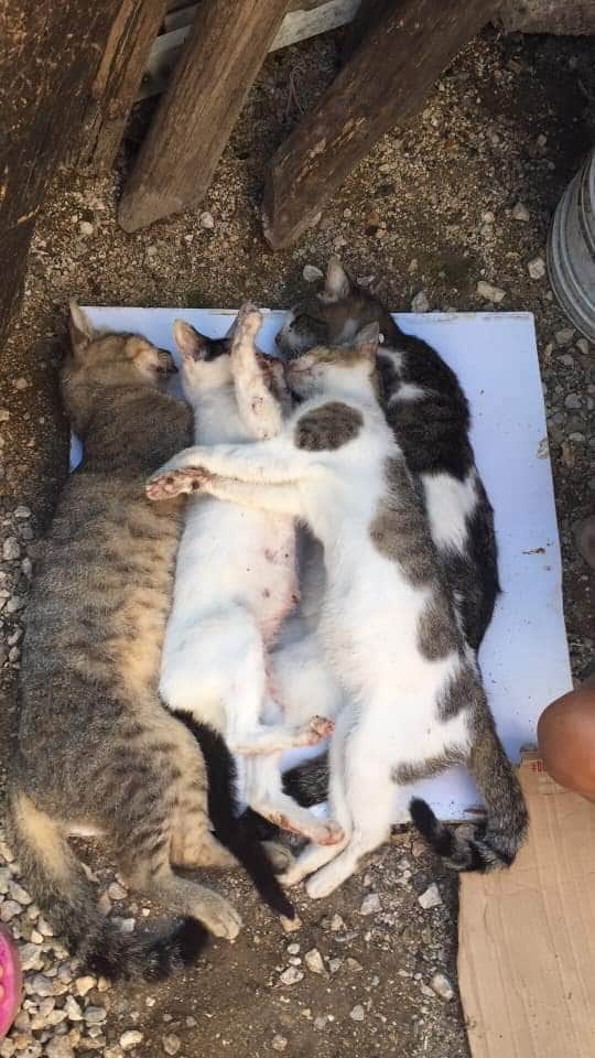 Denuncian envenenamiento de gatos en la colonia Colosio de Playa del Carmen