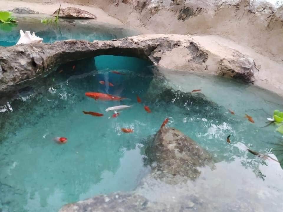 Galería: Familia de Yucatán crea 'minicenote' en el patio de su casa y se vuelven viral