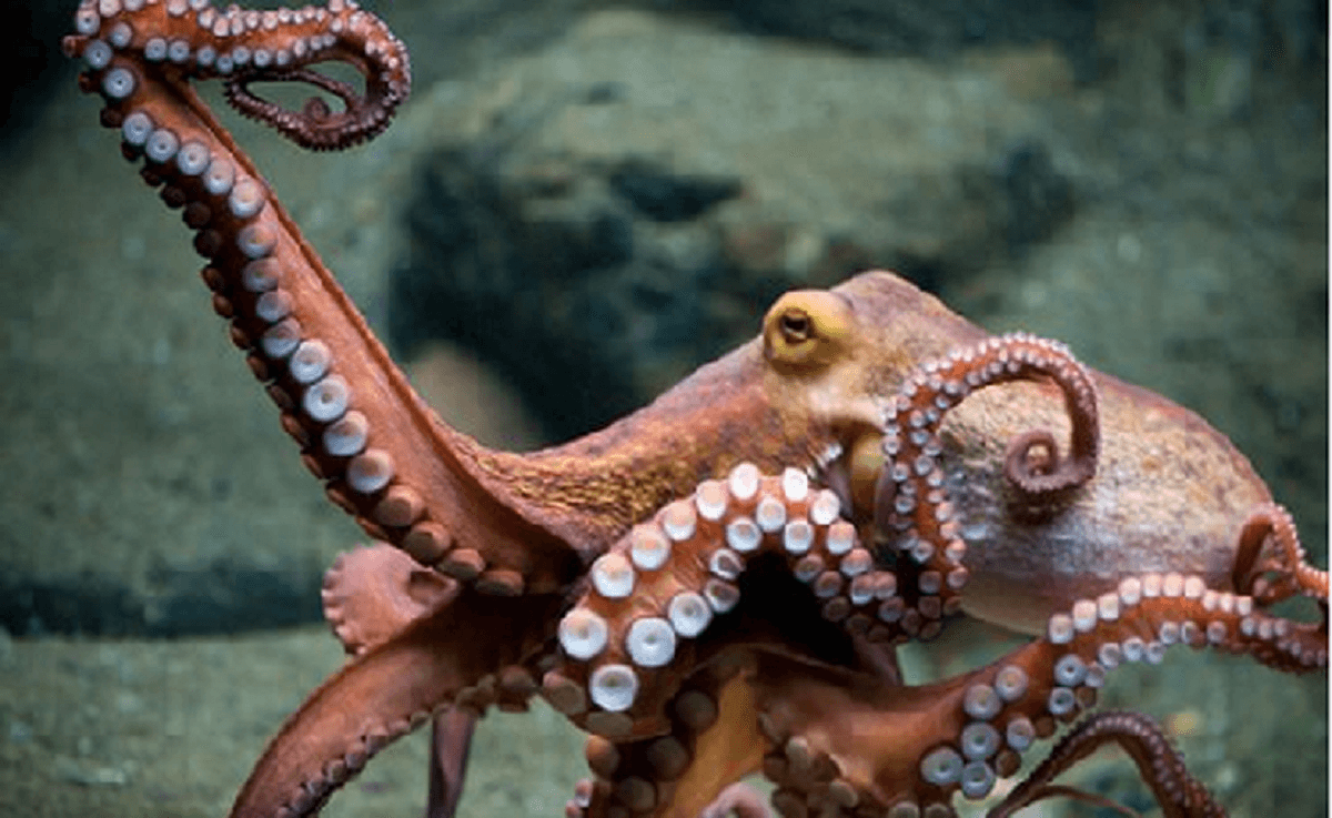 Antes de comprar pulpo maya conoce estas regulaciones que debe cumplir