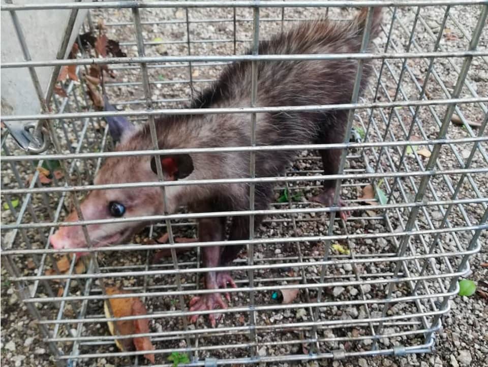 Rescatan 31 ejemplares de especies silvestres en Cozumel