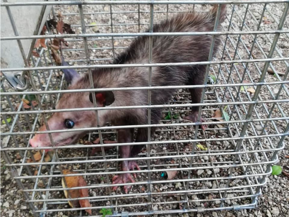 Rescatan 31 ejemplares de especies silvestres en Cozumel