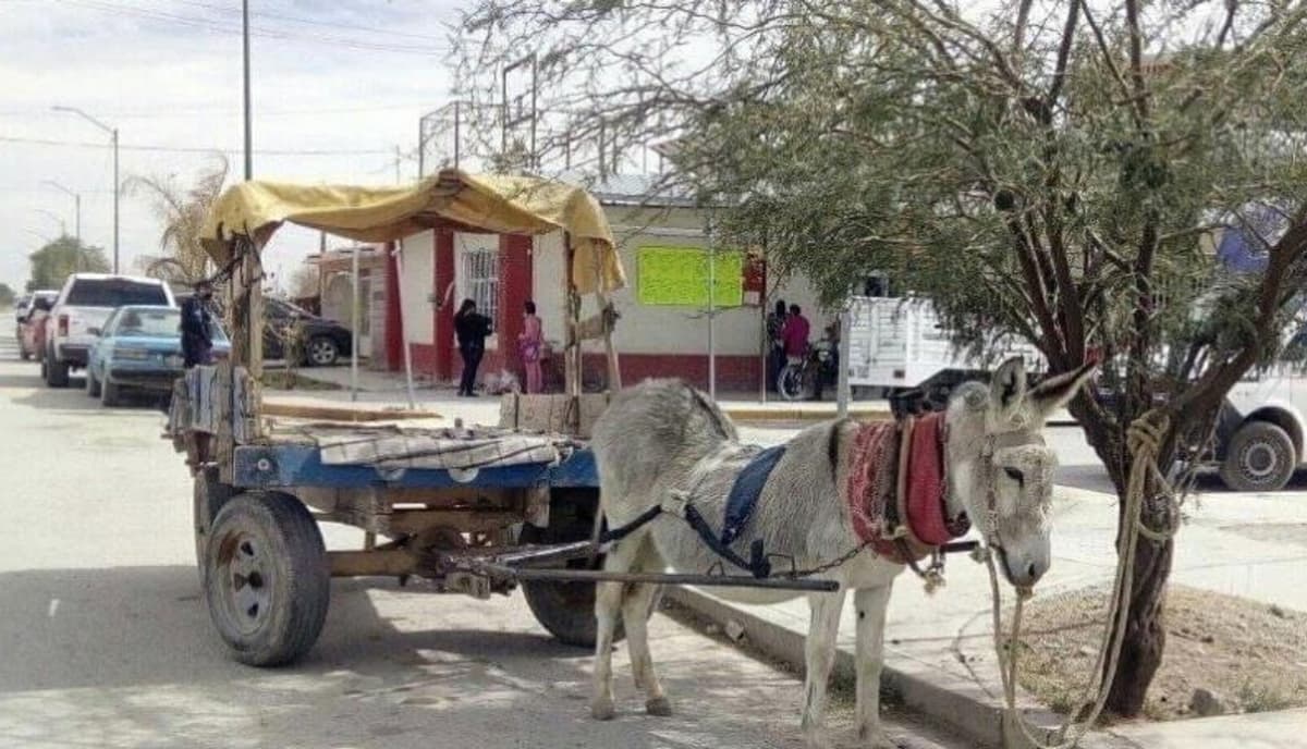 Salvan a burrita con columna destrozada por cargar exceso de peso