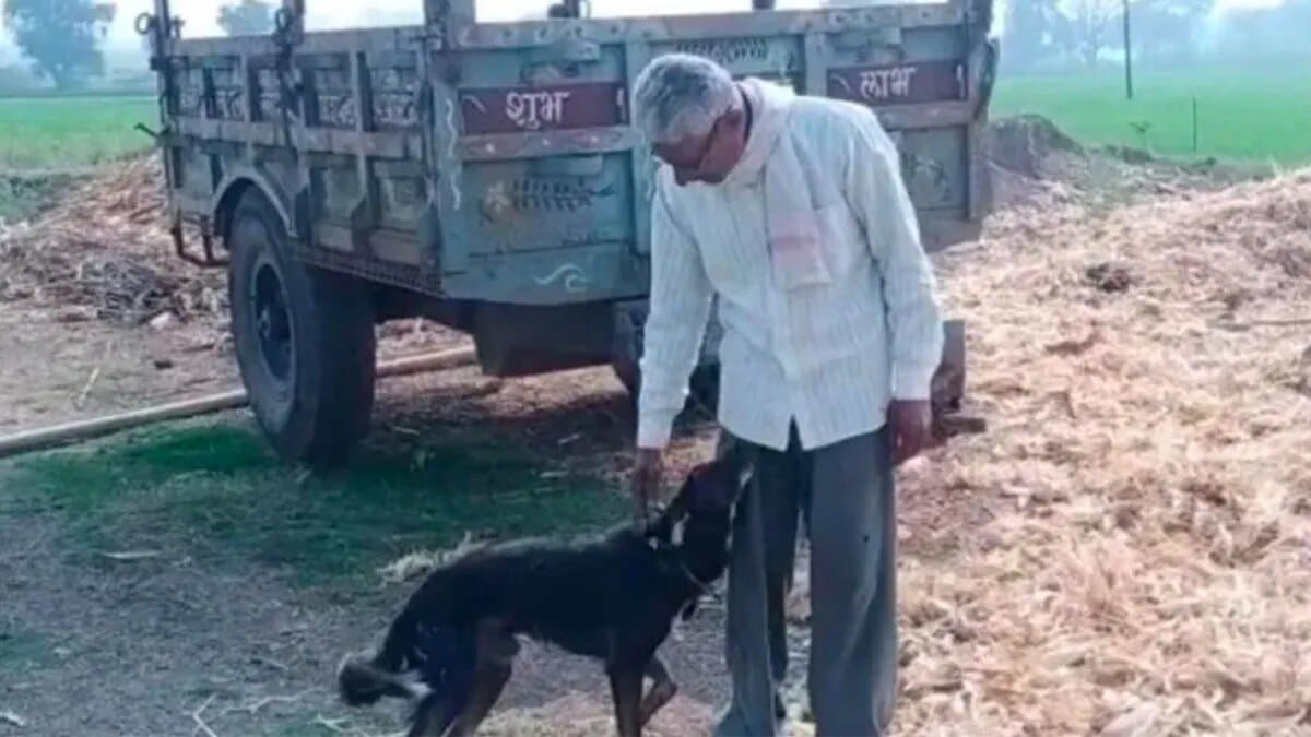 Hombre decide heredar a perrito 50% de su terreno tras peleas familiares