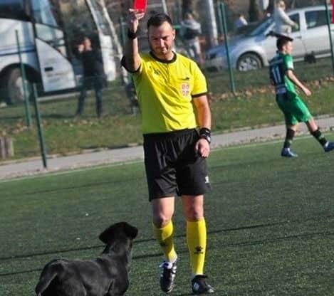 Árbitro expulsa a perro por interrupciones en un partido de fútbol