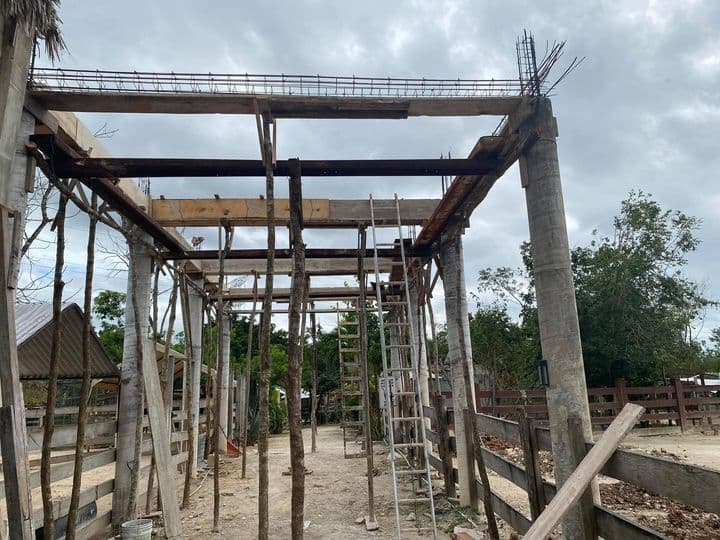 Alistan refugio anti huracanes para perros y animales rescatados en Puerto Morelos