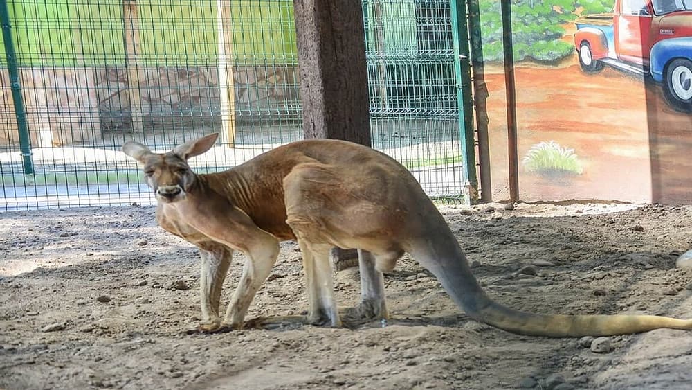 Denunciarán penalmente a zoológico por la muerte de dos canguros rojos