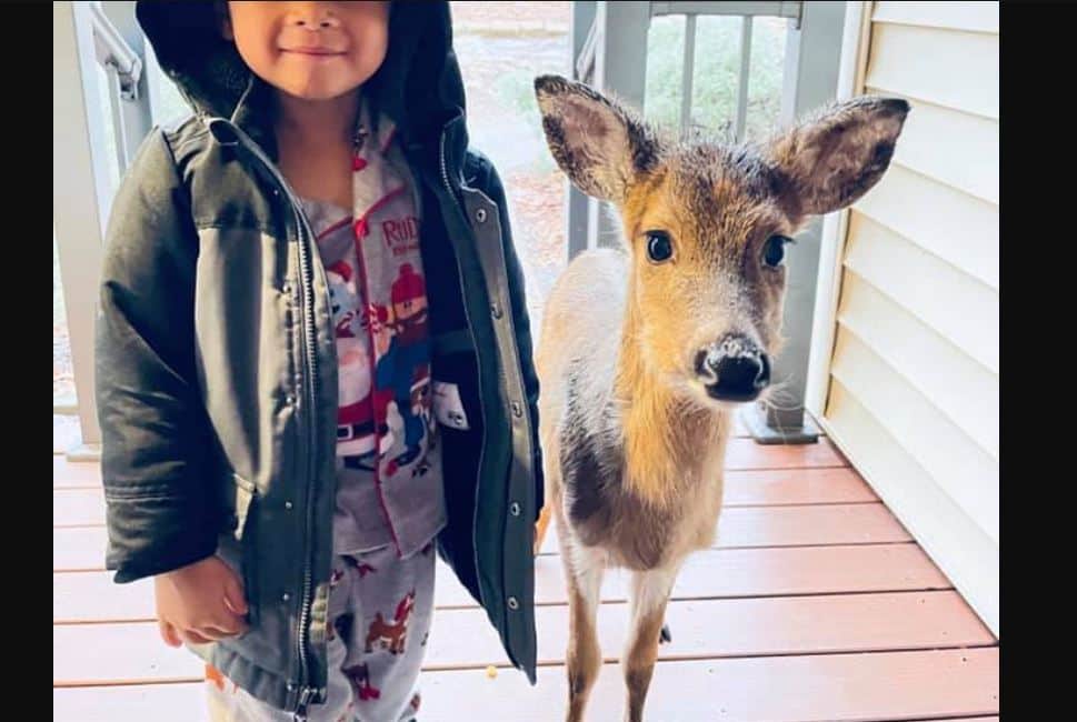 ¡Sorprende pequeño a su mamá! Llegó con su mejor amigo: un ciervo