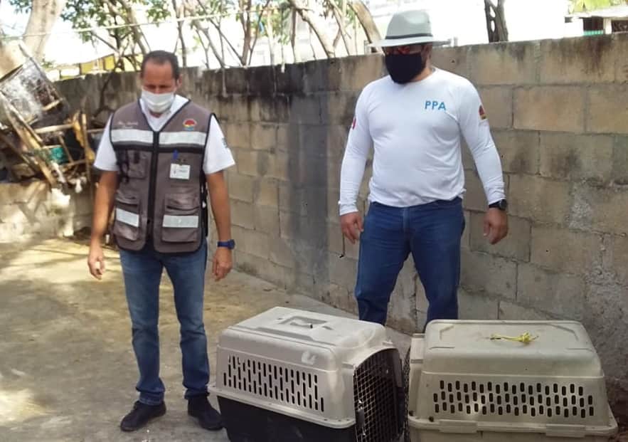 Este supuesto "refugio" tenía a 27 perros en condición de hacinamiento