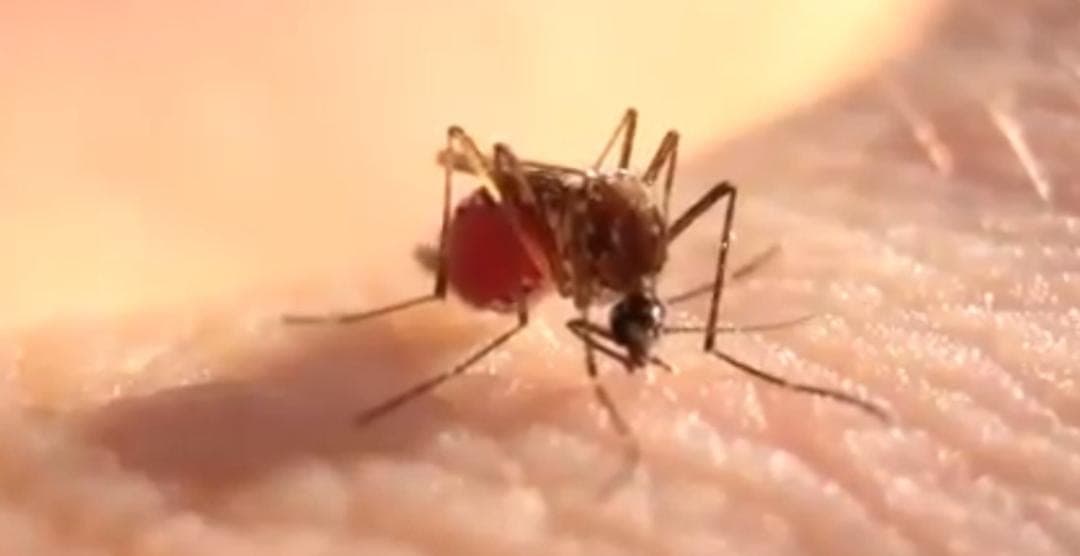 Video: Mosco chupa tanta sangre humana que hasta revienta