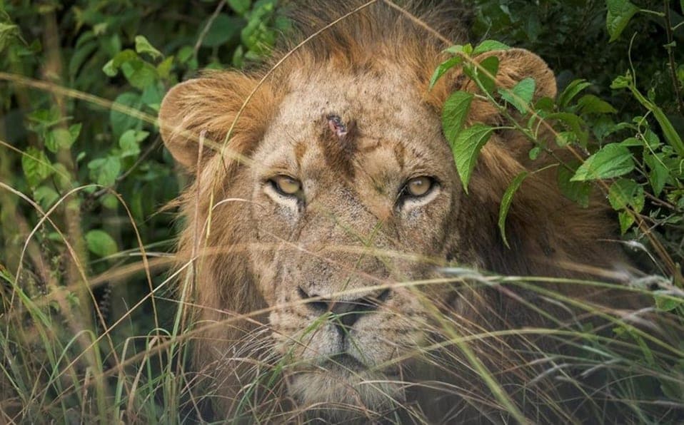 Uganda arresta a cuatro sospechosos por la muerte de seis leones
