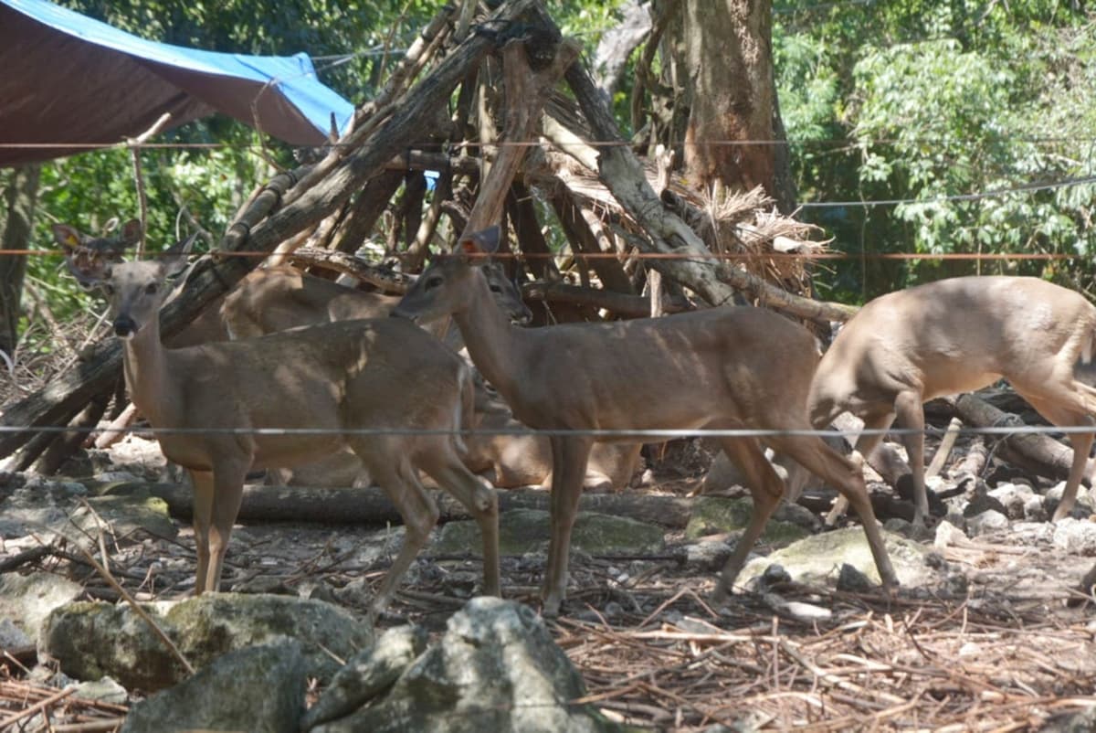 Ambientalistas inician rescate de animales de Crococun tras ser recuperadas las instalaciones