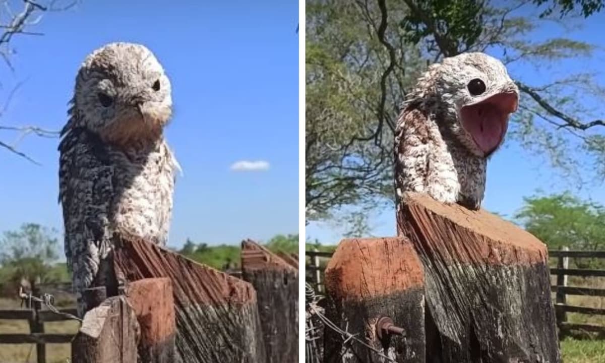 Extraño pájaro es captado por una mujer mientras caminaba por un bosque