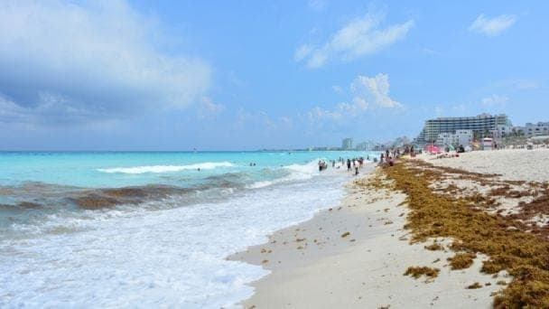 Participa Marina en acciones de contención del sargazo en el Caribe Mexicano