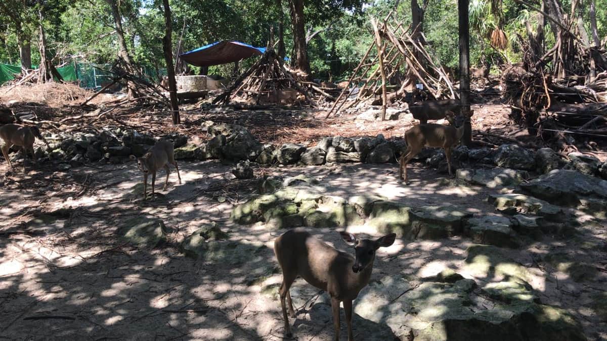 Piden reubicar a casi 250 animales en parque Crococun en Puerto Morelos; está bajo litigio