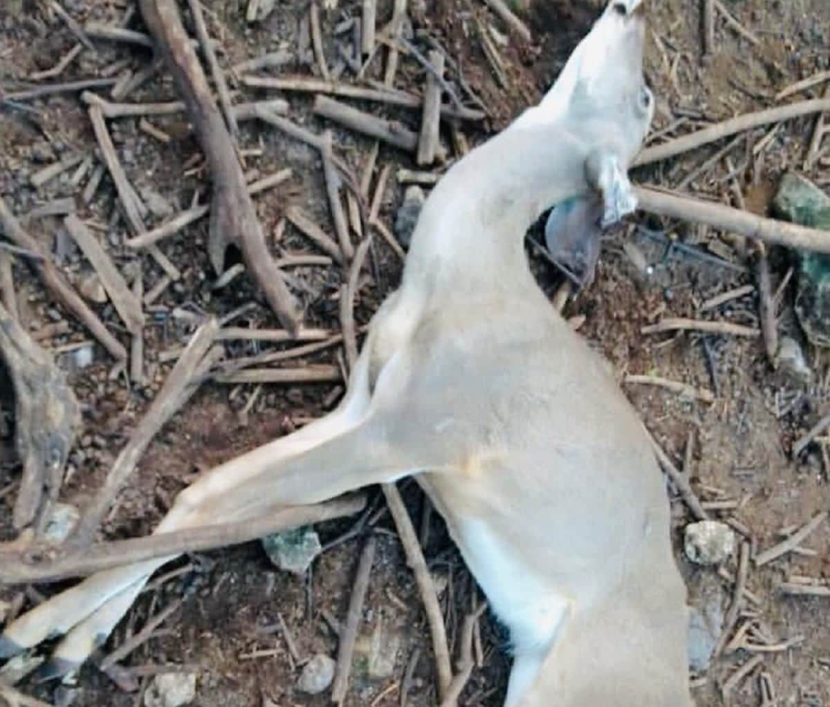 Avaricia humana al límite: animales del Zoo Croco Cun comienzan a morir de hambre