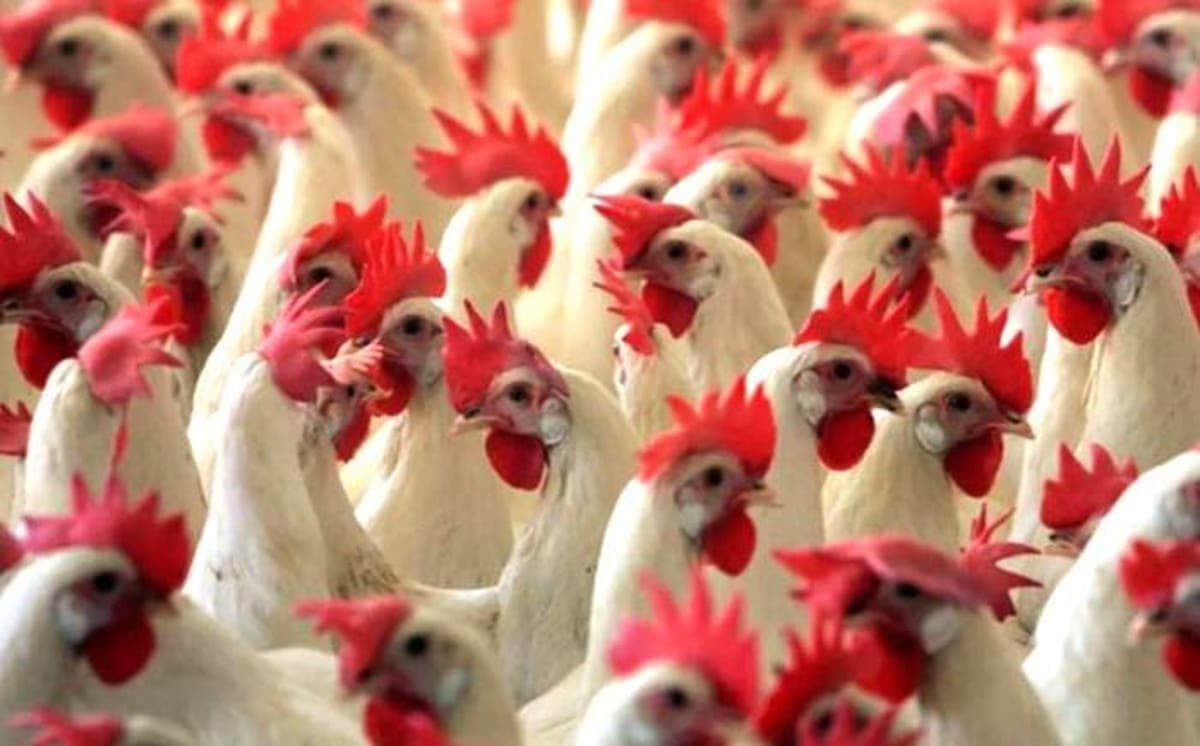 Advierte Rusia que nueva gripe aviar podría mutar y contagiarse entre personas