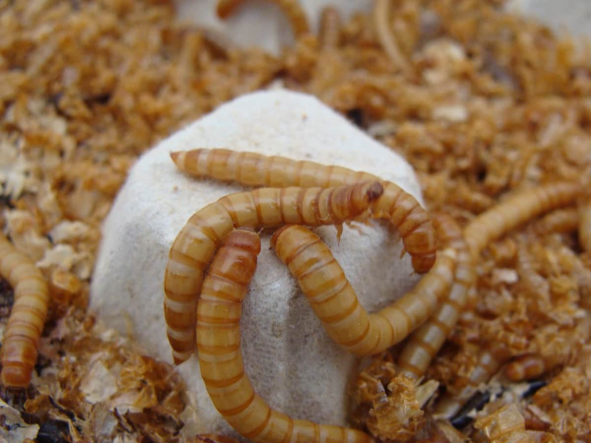 Harina de gusanos podría ayuda a prevenir la diabetes: revela estudio