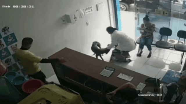VIDEO: Perrito callejero lesionado llega solito a clínica veterinaria para pedir ayuda