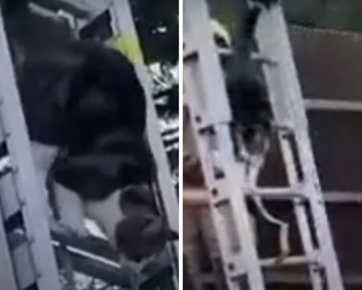 Video: Gatito se queda 2 días atrapado en un árbol, le ponen la escalera y baja sin ayuda