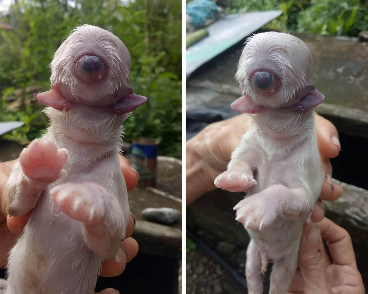 ¡Extraño caso genético! Perro nace con un ojo, dos lenguas y sin nariz