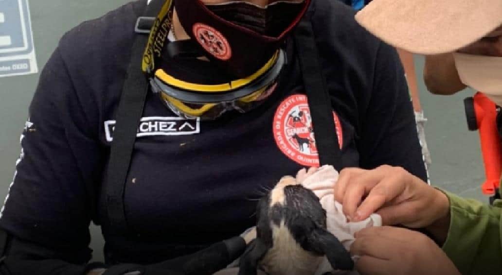 Rescatan bomberos a perrito que estuvo 36 horas atrapado en un pozo en Cancún
