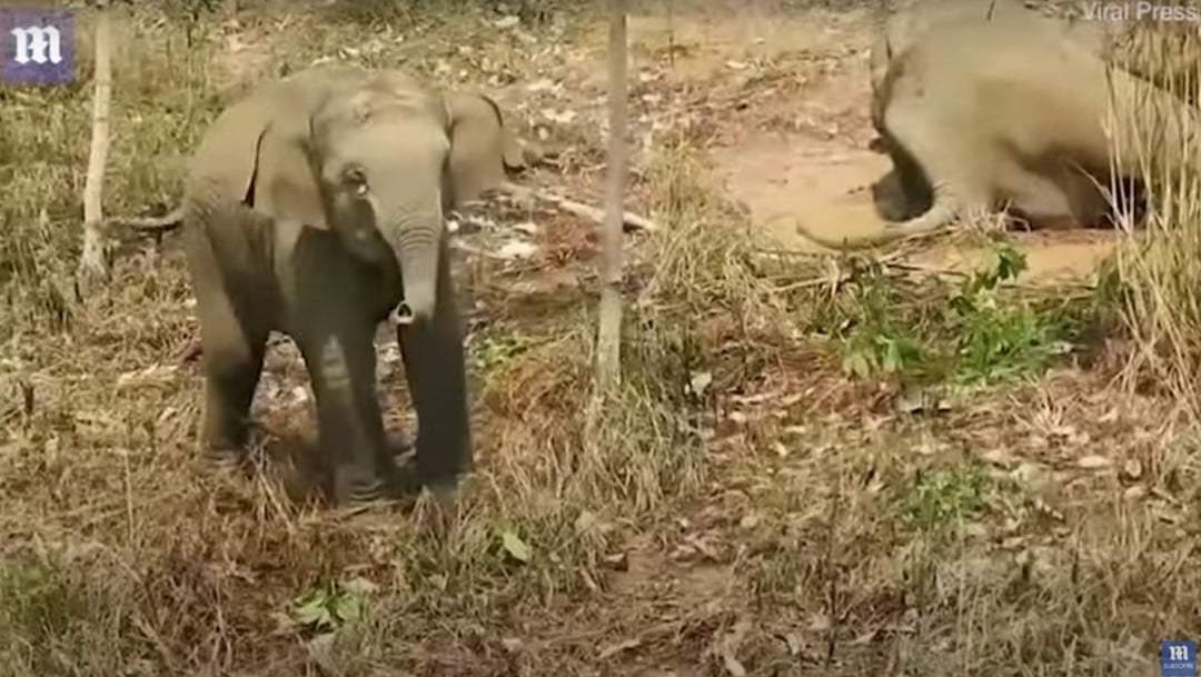 Video: Captan a bebé elefante proteger a su mamá herida