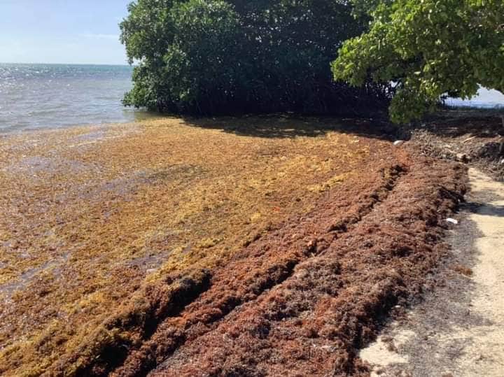 Más de la mitad de las playas de Quintana Roo con concentración moderada de Sargazo: Observatorio Ciudadano