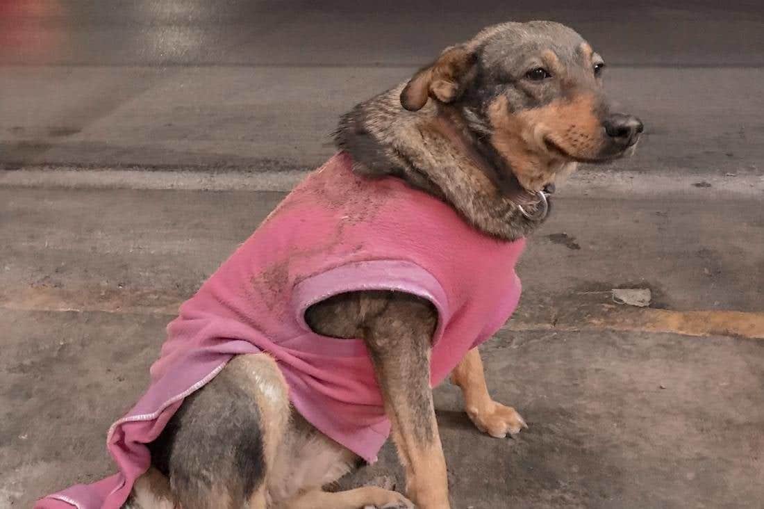 'Contratan' a perrita callejera en una taquería y se vuelve viral por su trabajo