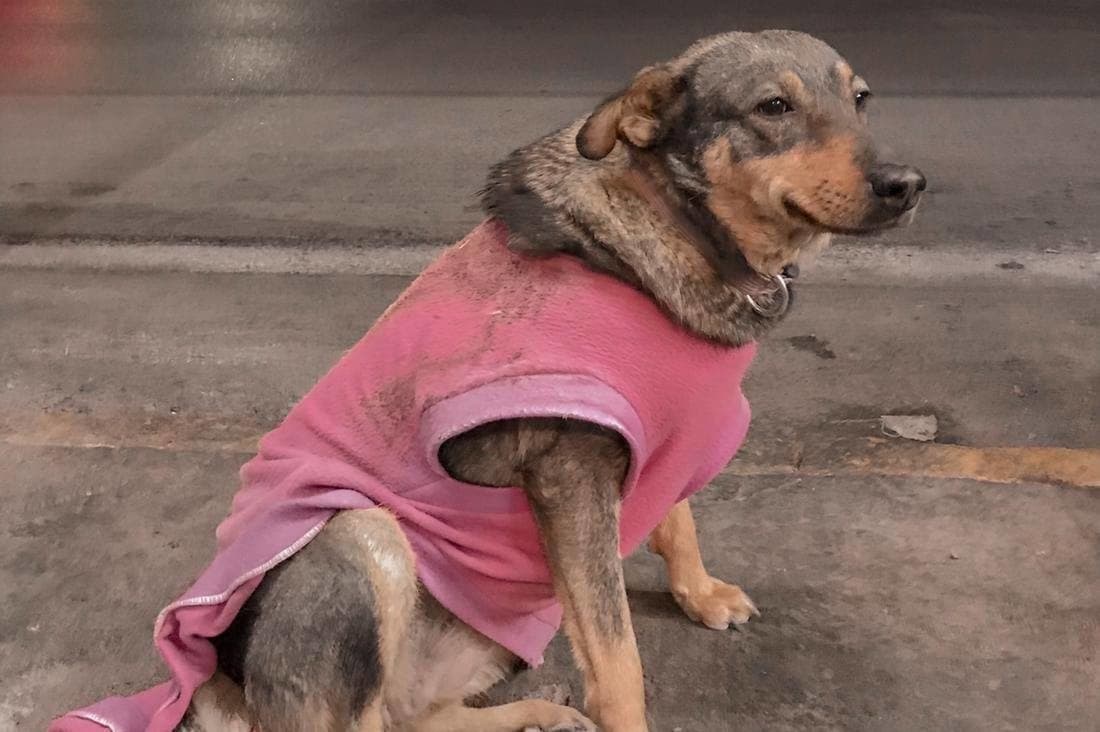 'Contratan' a perrita callejera en una taquería y se vuelve viral por su trabajo