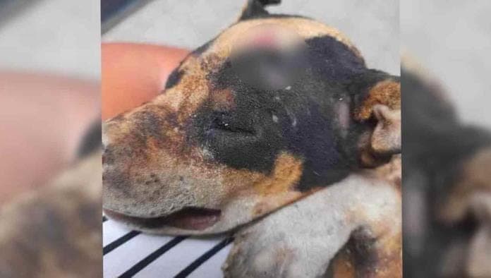 Adolescentes queman vivo a perro 'Huitzili' en Guanajuato, piden dar con los responsables