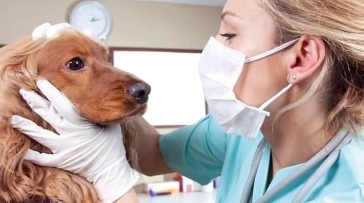 Veterinaria es investigada por vacunar personas con dosis para perros