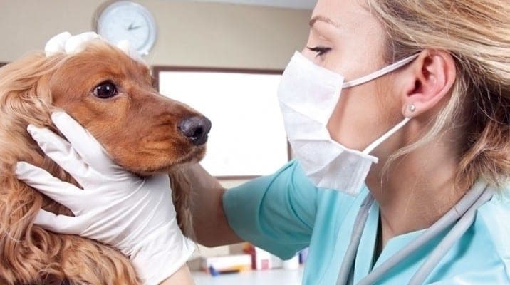 Veterinaria es investigada por vacunar personas con dosis para perros