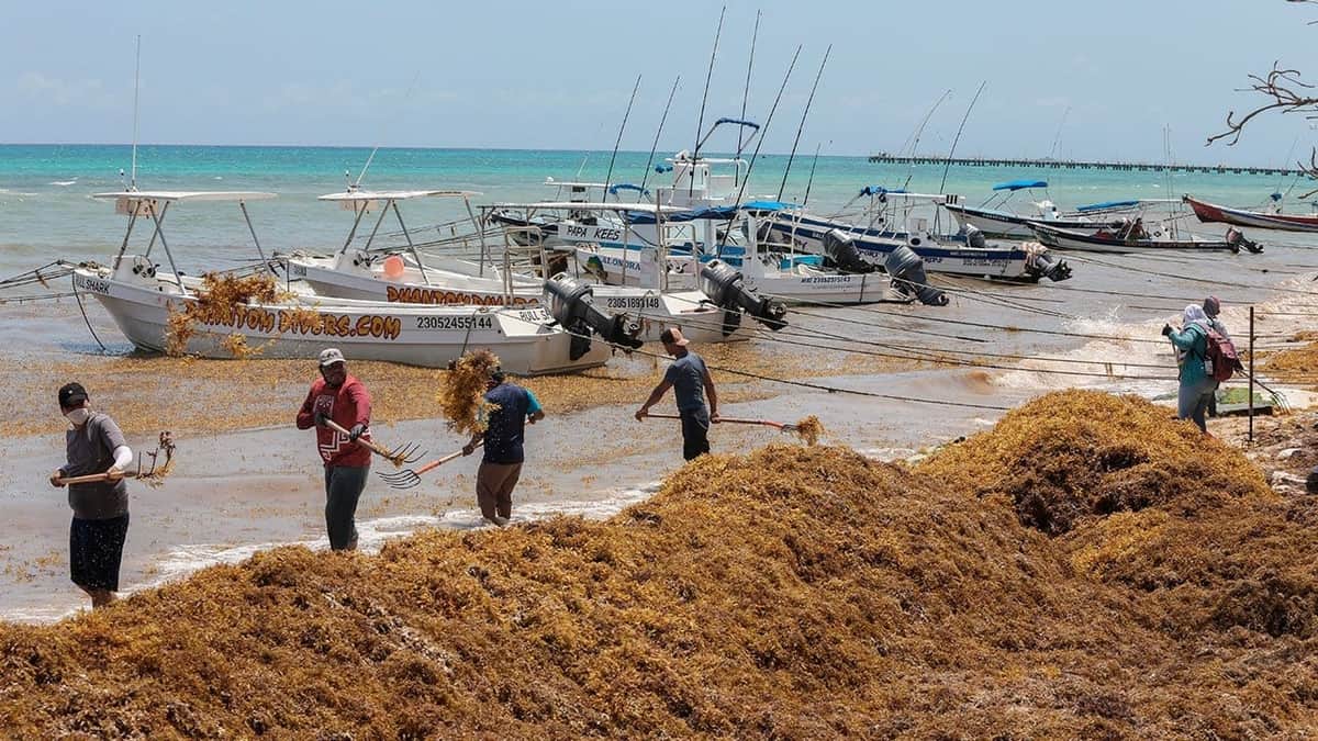 Fotogalería: Comienza la llegada masiva de sargazo a Quintana Roo