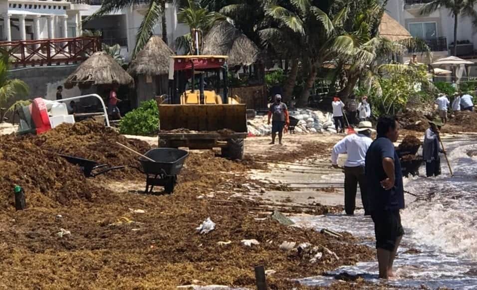 Vientos de hasta 40 kilómetros por hora arrastran sargazo a Quintana Roo